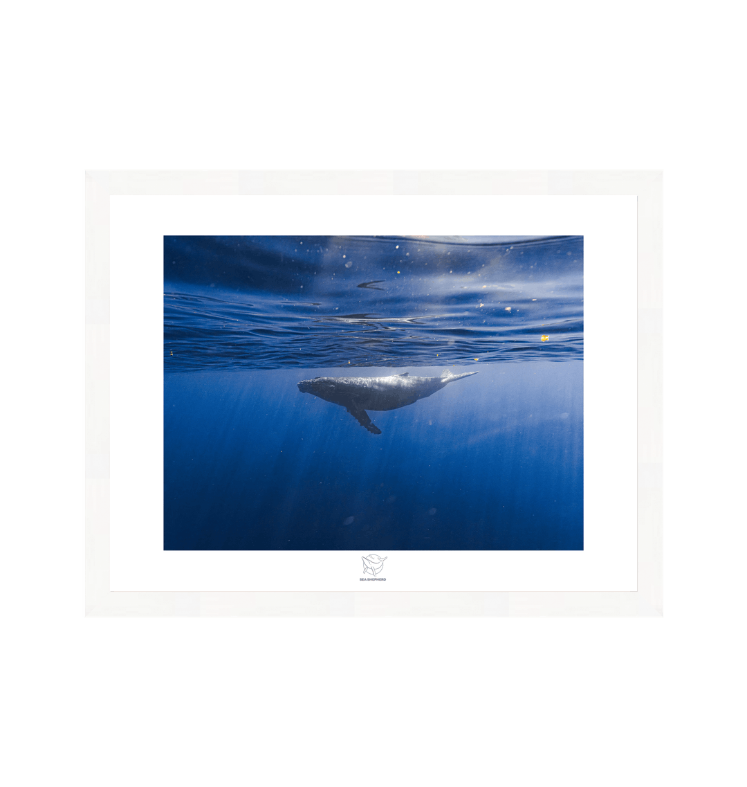 White Frame Fine art print Front